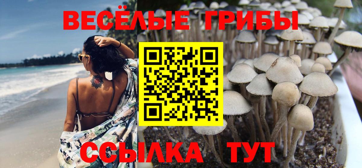 Галлюциногенные грибы Psilocybine cubensis Котовск